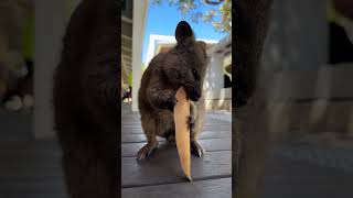 Quokka The Happiest Animal on Earth shorts short quokka [upl. by Ardnek210]