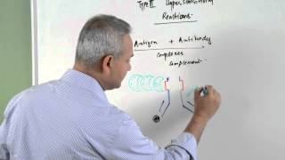 Immunology lecture 15  Type III Hypersensitivity Reactions 16 [upl. by Buffum]