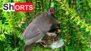 YellowVented Bulbul Mother Feeding Chicks – When a Bird Take Care of Babies in the Nest [upl. by Lad]