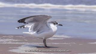 Factores antrópicos que afectan a las aves del Humedal Urbano quotEl Culebrónquot de Coquimbo [upl. by Natalia]