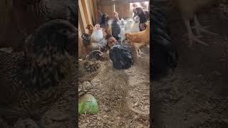 Chick Flick Friday chickens farmstead backyardchickens chickenlife roosters [upl. by Cahra596]