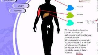 Glycolysis [upl. by Mavilia]