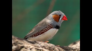 THE ANAMBRA WAXBILL BIRD  Hello Nigeria [upl. by Mahla602]