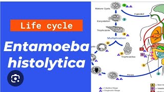 Entamoeba histolytica life cycle in just 20 minutes [upl. by Martreb]