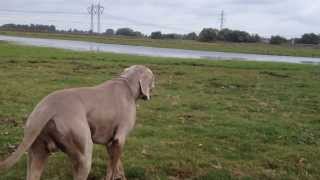 Weimaraner sneak attack [upl. by Stacie]