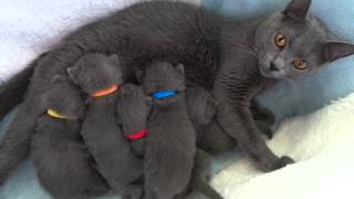 Drinking chartreux kittens [upl. by Yolanthe]