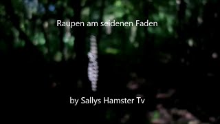 Raupen am seidenen Faden by Sallys Hamster Tv [upl. by Ariahaj]