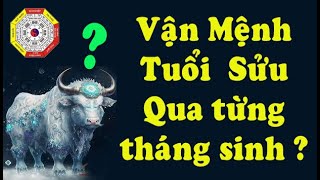 Xem Vận mệnh người tuổi Sửu qua từng tháng sinh âm lịch Tuổi Sửu sinh năm 1961 1973 1985 1997 [upl. by Aicile777]