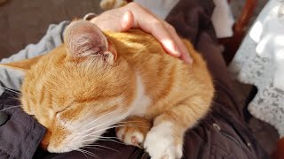 Affectionate Ginger Cat Can’t Stop Giving His Human Love And Cuddles [upl. by Aibsel]