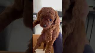 30 GÜNLÜK YAVRU KÖPEK TOY POODLE puppy köpekyavrusu yavruköpek köpek toypoodle tatlıköpek [upl. by Marybella]