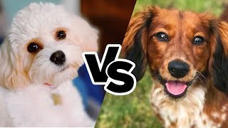 Cavachon vs Doxiepoo Comparison Furever Friends [upl. by Janifer]