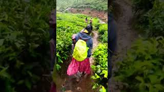 🌲Valparai piknick 🪴🌲🥰shortvideo shortfeeds rajathenu [upl. by Nuhsal]