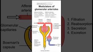 Modulators of glomerular arterioles [upl. by Ahsehat]