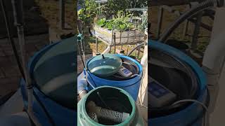 From Aquaponics to Aquaculture With the Twist of a Valve backyardaquaponics [upl. by Grimbly]