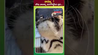 వామ్మో బోను తాళాన్ని విరగగొట్టేసిన పులి vstnewsz tiger power viralvideo wildanimals lion [upl. by Lenehc]