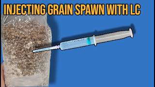 How To Inoculate Sterilized Grain Spawn Bags Still Air Box  FlowHood [upl. by Harriman189]