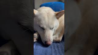 CUTEST sleepy white SHIBA INU  Dog Lullaby [upl. by Candless]