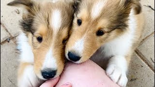 ADORABLE Rough Collie puppy puppies compilation cute moments lassie breed🥰🥰 [upl. by Nnail]