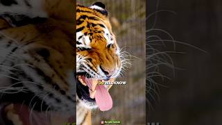 How powerful are tigers teethfacts amazingsfacts trendingfacts viralfactsvideo [upl. by Eiuqnom576]