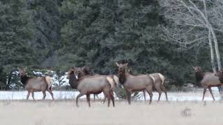 Wild Elk Stampede [upl. by Enomis]