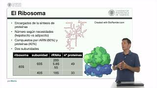 El ribosoma  1160  UPV [upl. by Male]