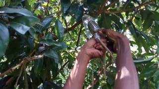 How to Air layer in Lychee tree [upl. by Berk]