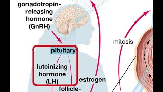 Hormoni luteinizues prodhohet ne [upl. by Suirrad]