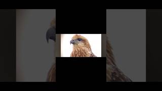 Never seen before Closeup Brahminy Kite birds brahminykite bird [upl. by Tterrag]