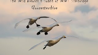 The Bewicks Swans of WWT Slimbridge 2016 [upl. by Ahcim464]