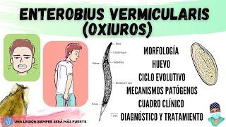 Enterobius vermicularis OXIUROS  Morfología Ciclo de vida Clínica Diagnóstico Tratamiento [upl. by Blanding]