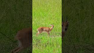 This Is A Steenbok  wildlife shortsafrica [upl. by Nojad]