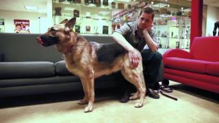 Fallout 4 Behind the Scenes With Dogmeat [upl. by Lav]