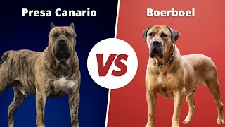 Presa canario vs Boerboel which is more POWERFUL [upl. by Chase]