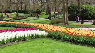 Keukenhof Garden opens its doors in 2021 after two years [upl. by Noved]