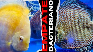 ¿Cómo se hace el EMPATE BACTERIANO de un Pez Disco discus pecesdisco acuario [upl. by Sadnak842]