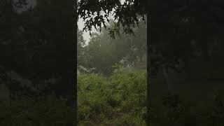 Relaxing Rain Sound for Sleep  Fall Asleep in Below 3 rain rainsounds storm lluvia relaxpeace [upl. by Spracklen908]