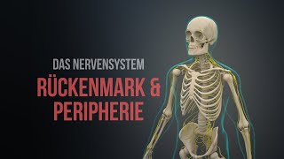 Nervensystem Teil 1  Rückenmark und Peripherie Animation [upl. by Muns]