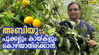 Abiu  പൂക്കളും കായ്കളും കൊഴിയാതിരിക്കാൻ  Abiu fruit cultivation kerala [upl. by Ynnod21]