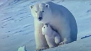 Watch the Birth of a Polar Bear  BBC Studios [upl. by Damahom133]