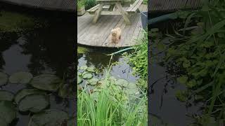 30 Blaffende Maltipoo Barking Maltipoo [upl. by Africah328]