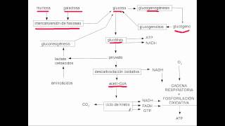 metabolismo glucidos [upl. by Onimod368]