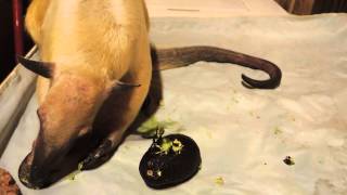 Pua the Pet Anteater Loves Avocado [upl. by Dnaltroc]