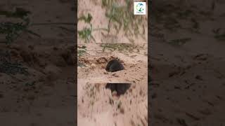 👀🐀Mole DIGGING In SAND shorts nature wildlife wild naturesounds cuteanimals mole animals [upl. by Aowda462]