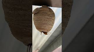 Bald faced Hornet Nest Long Island New York [upl. by Aelahc]