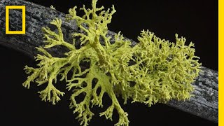 Whats in a Lichen How Scientists Got It Wrong for 150 Years  Short Film Showcase [upl. by Maclean]