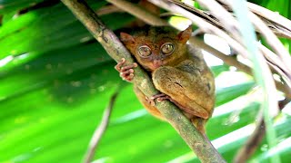 So cute One of the smallest primates on earth the Tarsier  Ep 56 Hilma Sailing [upl. by Vandervelde]