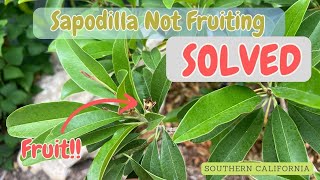 Sapodilla not fruiting SOLVED  I now have fruits [upl. by Hanikahs]