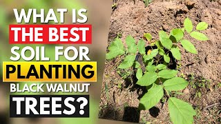 What Is The Best Soil For Planting Black Walnut Trees  Where To Plant Black Walnut Trees [upl. by Ateiram]