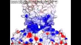 Eukaryotic Kir Inwardly rectifying potassium channel [upl. by Sidonius506]