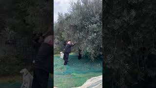 Raccolta olive 2024 🫒💪🏻pt2 raccoltaolive olive olives vlog farmlife olivetree [upl. by Aihsilat702]